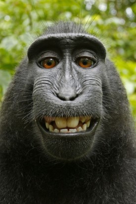 Macaca nigra self portrait Wikimedia David Slater klein